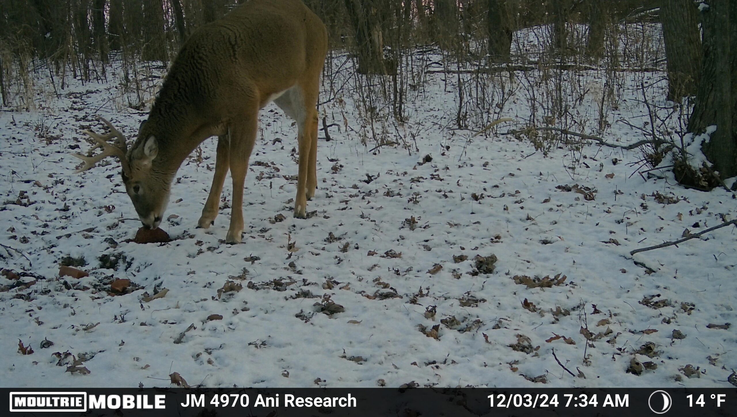 Trail camera photo of a buck eating from a protein block in the snow