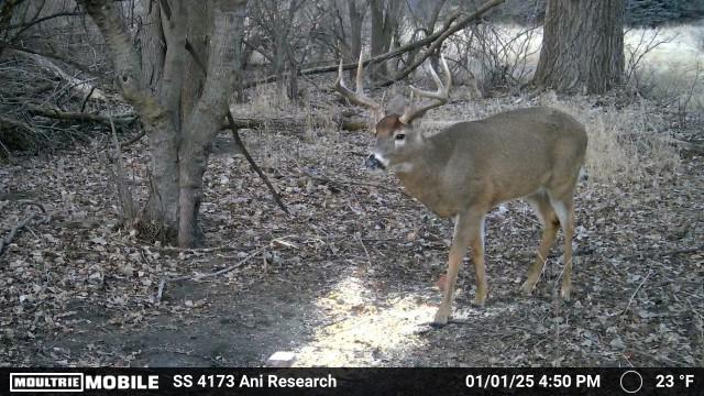 Trail camera photo of a big buck walking in the woods