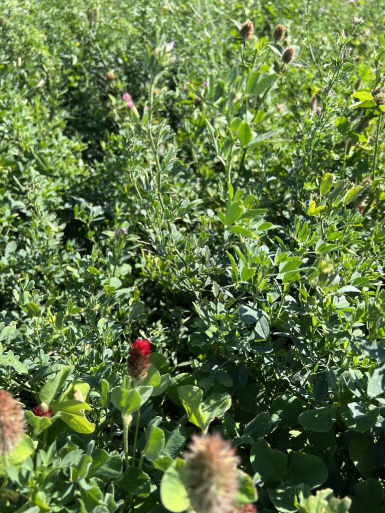 Clover plus Alfalfa that was frost seeded into a clean, well prepped seedbed