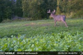 Trail camera photo of a buck in a food plot