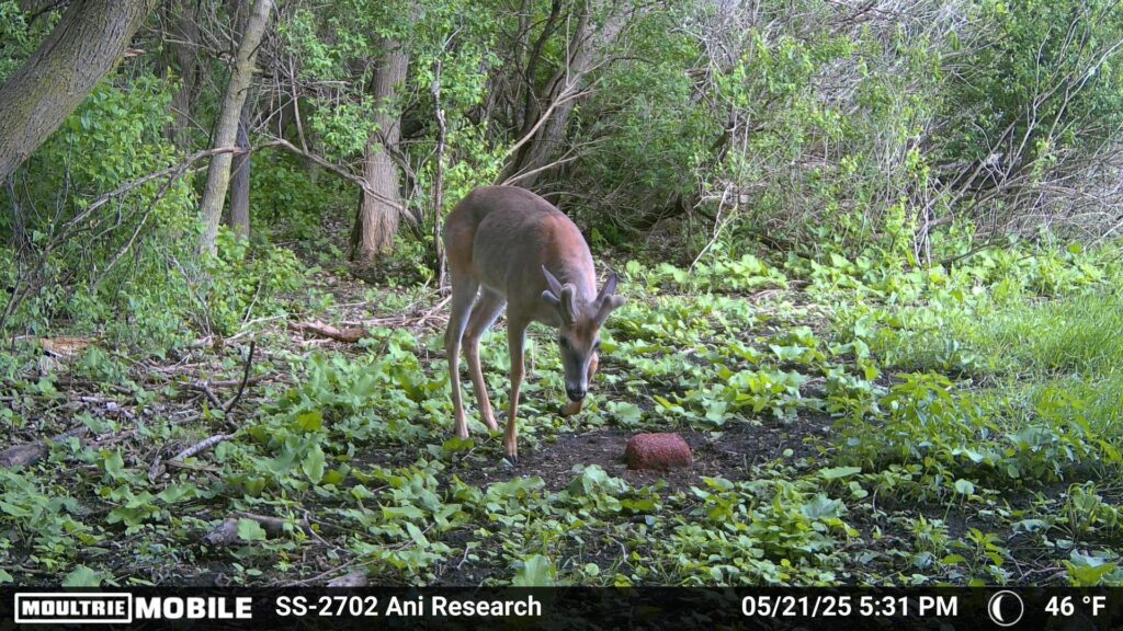 Trail cam photo of a deer in velvet at a mineral site