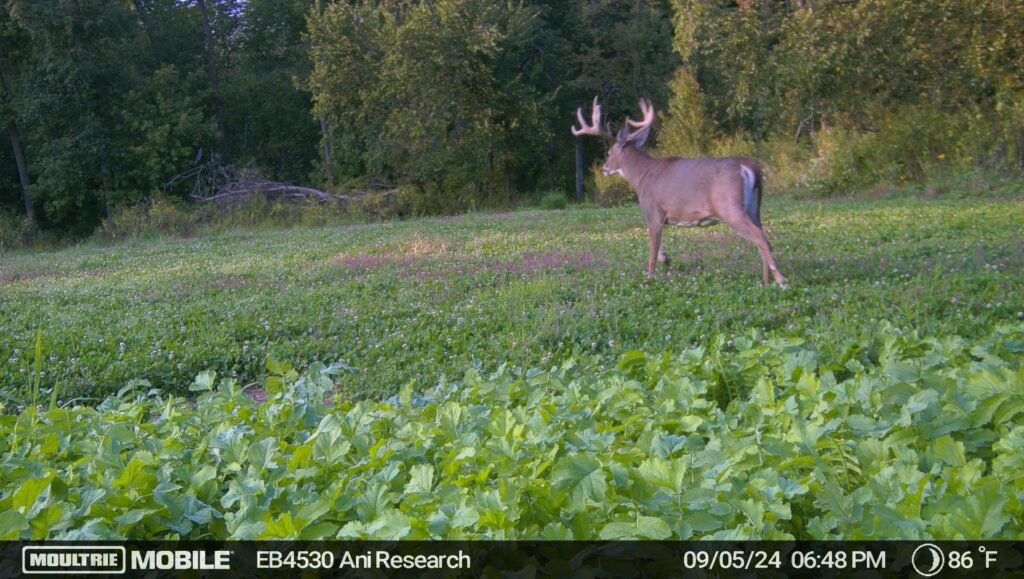 Trail camera photo of a buck in a food plot